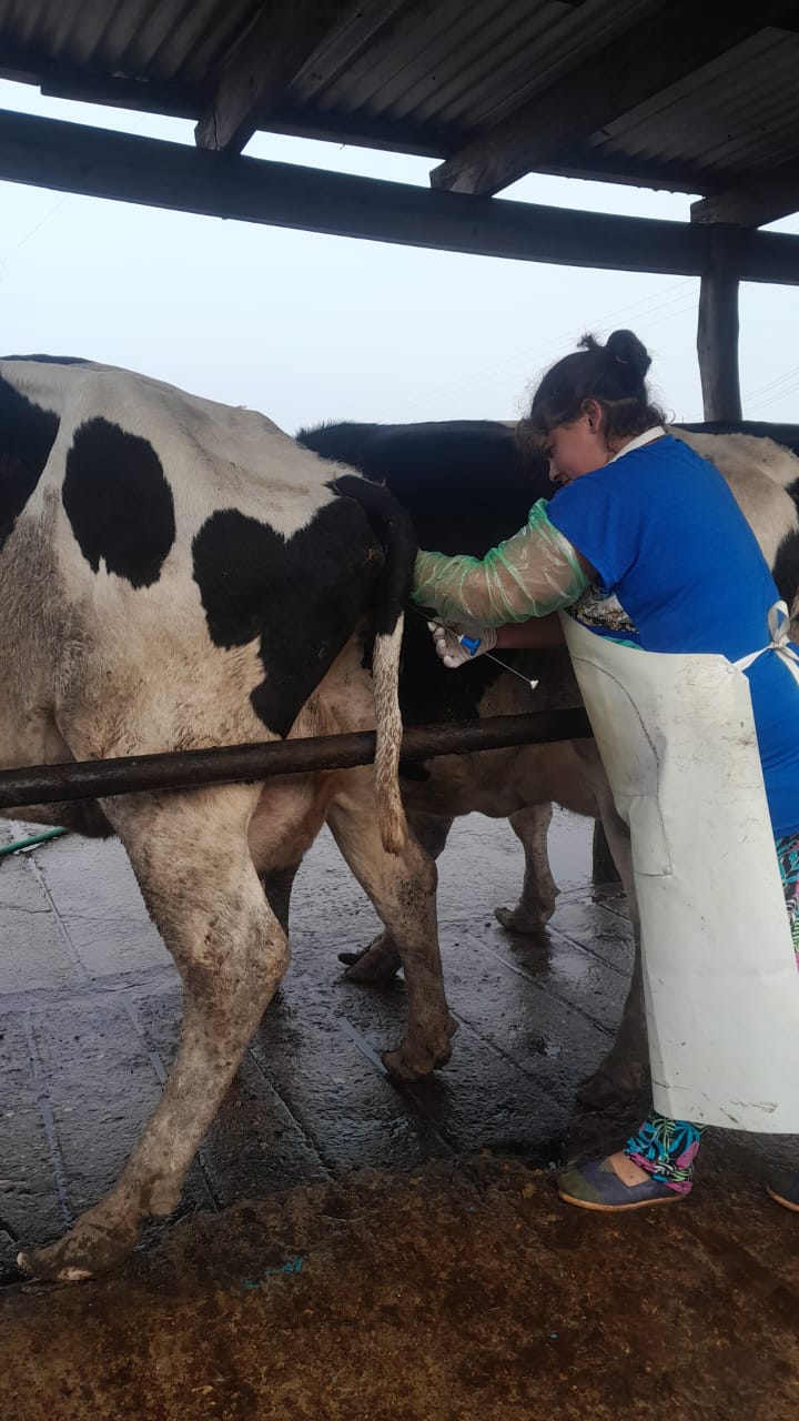 Entre vacas y sueños: la historia de Gloria, una mujer que eligió el tambo