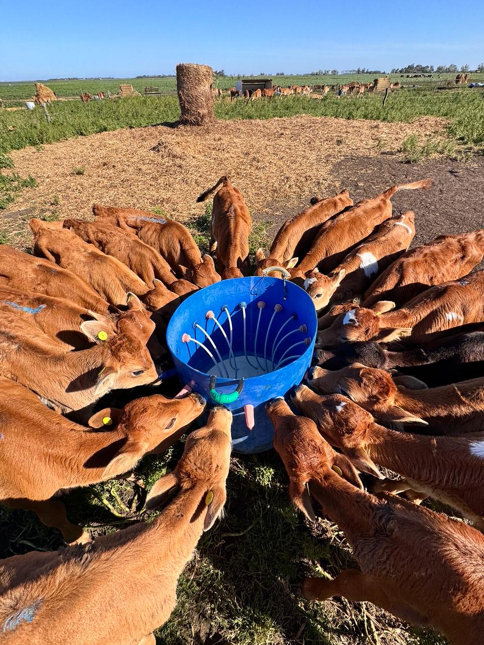 La gestión de la guachera: donde cada año se renueva el futuro del tambo.