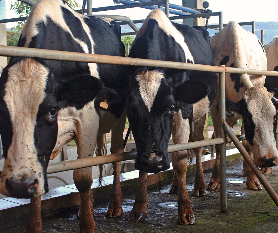 Comercialización de la Leche de Tambo
