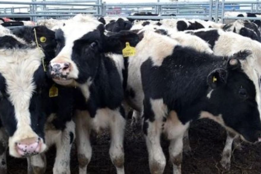 Cuenca oeste: Los productores lecheros esperan llegar al precio de equilibrio y recibir una mano de la exportación en el segundo semestre



